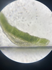 Polytrichum pallidisetum