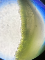 Polytrichum pallidisetum