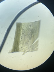 Polytrichum pallidisetum