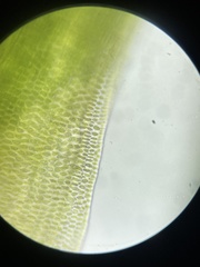 Polytrichum pallidisetum