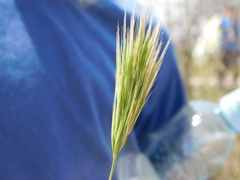 Bromus fasciculatus
