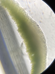 Polytrichum pallidisetum