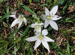 Ornithogalum orthophyllum