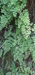 Adiantum poiretii