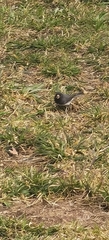 Junco hyemalis image
