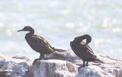 Phalacrocorax neglectus