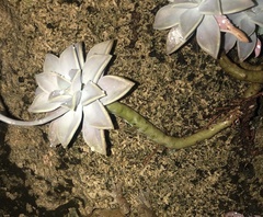Graptopetalum