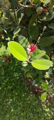Feijoa