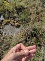 Schedonnardus paniculatus