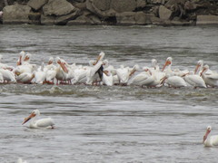 Pelecanus erythrorhynchos