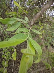 Neopringlea integrifolia