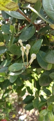 Feijoa
