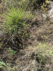 Schedonnardus paniculatus