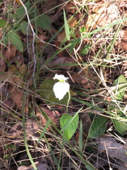 Dalechampia caperonioides