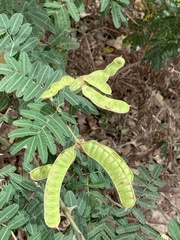 Mimosa pigra