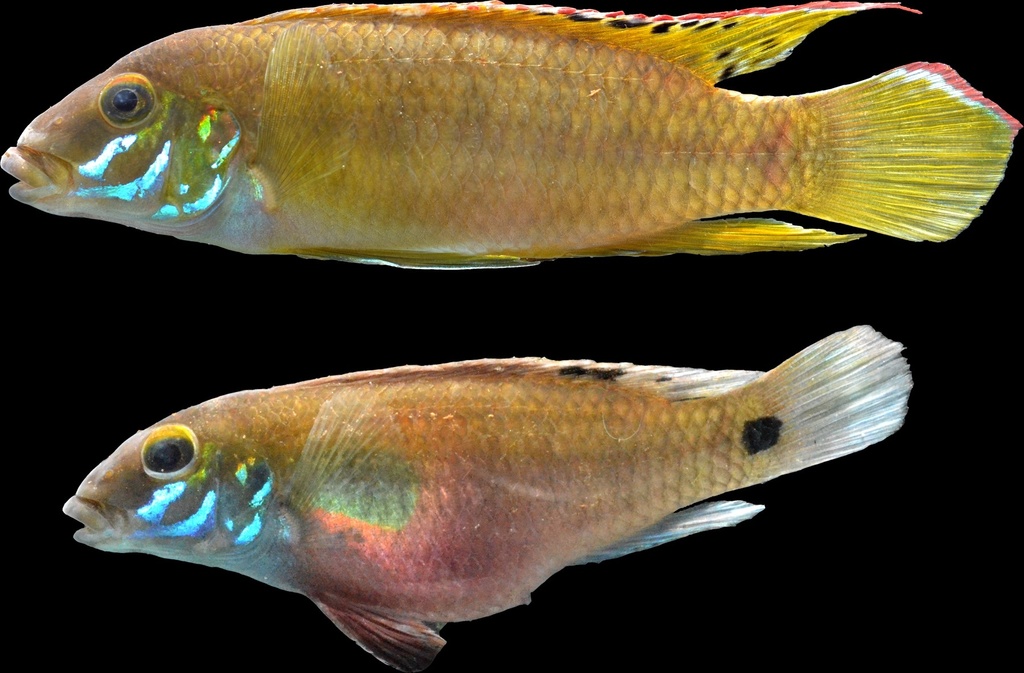 Kribensis jaune / Grand kribensis (Pelvicachromis humilis)