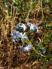 Amsonia tomentosa
