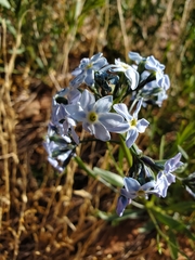 Amsonia tomentosa