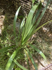 Hymenocallis sonorensis