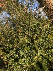 Eugenia uruguayensis