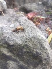 Apis mellifera