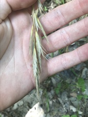 Bromus lanceolatus