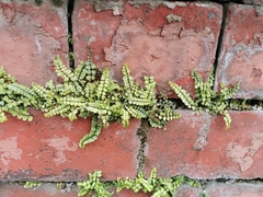 Asplenium trichomanes