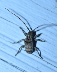 Ecyrus