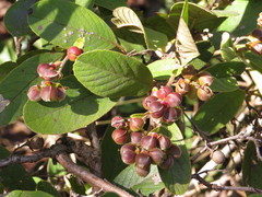 Davilla elliptica