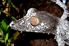 Uroplatus