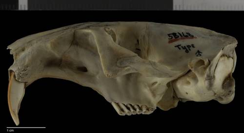 Oriental Basin Pocket Gopher