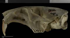 Oriental Basin Pocket Gopher photo 5