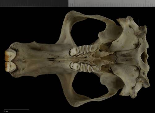 Oriental Basin Pocket Gopher