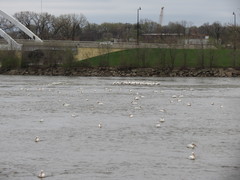 Pelecanus erythrorhynchos