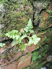 Asplenium adiantum-nigrum