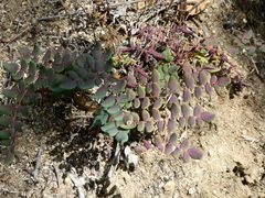 Pellaea andromedifolia