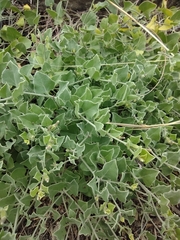 Acleisanthes