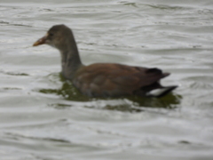 Porphyriops melanops