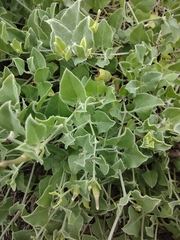 Acleisanthes