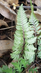 Athyrium niponicum
