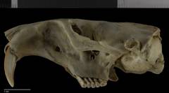 Cofre de Perote Pocket Gopher photo 4