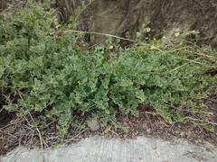 Acleisanthes