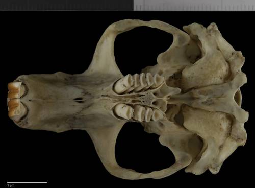 Cofre de Perote Pocket Gopher