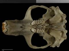 Cofre de Perote Pocket Gopher photo 5