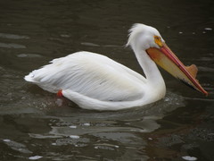 Pelecanus erythrorhynchos
