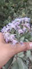 Chromolaena hookeriana