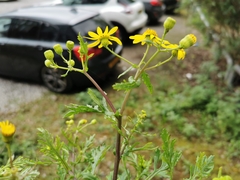 Senecio squalidus