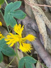 Tropaeolum seemannii