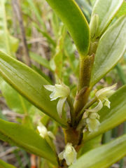 Maxillaria quitensis