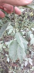 Chromolaena hookeriana